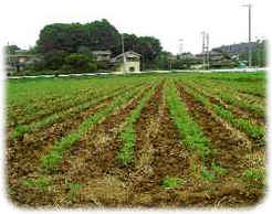 「高麗郷丸大豆醤油に使用する大豆・小麦の産地」埼玉県中部の鳩山町で契約栽培により作られています。